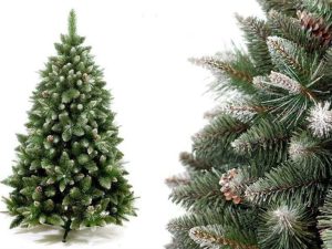 Выбор вечнозеленых красавиц на праздник